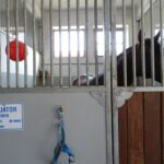 Stadnina koni w Michałowie / Emilia Sitarska / Radio Kielce