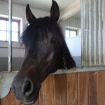 Stadnina koni w Michałowie / Emilia Sitarska / Radio Kielce