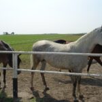 Stadnina koni w Michałowie / Emilia Sitarska / Radio Kielce