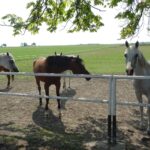 Stadnina koni w Michałowie / Emilia Sitarska / Radio Kielce