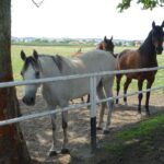 Stadnina koni w Michałowie / Emilia Sitarska / Radio Kielce