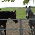 Stadnina koni w Michałowie / Emilia Sitarska / Radio Kielce