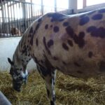 Stadnina koni w Michałowie / Emilia Sitarska / Radio Kielce