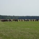 Stadnina koni w Michałowie / Emilia Sitarska / Radio Kielce