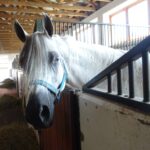 Stadnina koni w Michałowie / Emilia Sitarska / Radio Kielce