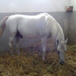 Stadnina koni w Michałowie / Emilia Sitarska / Radio Kielce