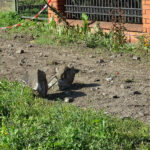 Miłków. Miejsce, w którym doszło do tragicznego wypadku na drodze krajowej / Emilia Sitarska / Radio Kielce