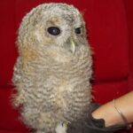 Młody puszczyk / arch. Karoliny Siedleckiej-Kowalczewskiej