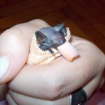 Mroczek późny / arch. Karoliny Siedleckiej-Kowalczewskiej