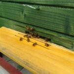 Pszczelarze otrzymają wsparcie, a pszczoły czekają na poprawę pogody