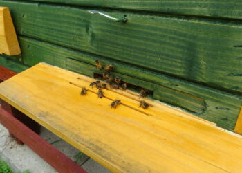 Pszczelarze otrzymają wsparcie, a pszczoły czekają na poprawę pogody