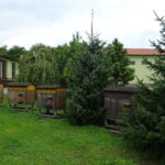 Opatów. Pasieka Powiatowego Inspektoratu Weterynarii / Radio Kielce