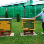 Opatów. Pasieka Powiatowego Inspektoratu Weterynarii. Na zdjęciu: Bogusław Mąka - powiatowy lekarz weterynarii w Opatowie / Radio Kielce