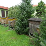 Opatów. Pasieka Powiatowego Inspektoratu Weterynarii / Emilia Sitarska / Radio Kielce