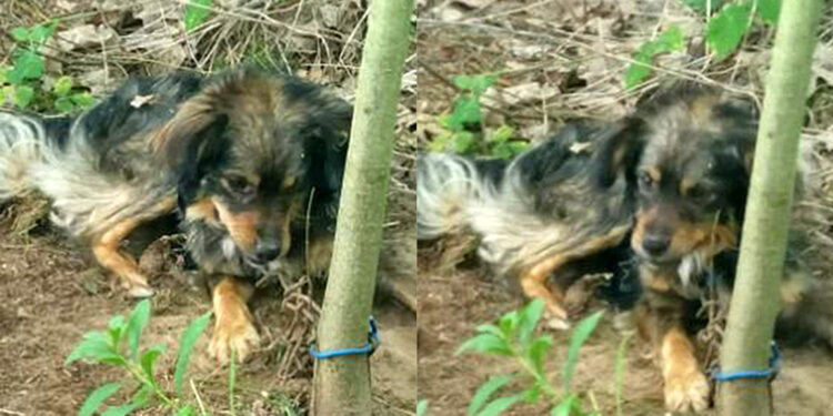 Psa przywiązanego do drzewa znalazł jeden ze spacerowiczów / KPP w Staszowie