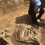 Odkrycie archeologiczne w Wilczycach. Pochówek zwierzęcia / Grażyna-Szlęzak-Wójcik / Radio Kielce