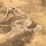 Odkrycie archeologiczne w Wilczycach. Pochówek zwierzęcia / Grażyna-Szlęzak-Wójcik / Radio Kielce