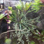 Piknik edukacyjny w Centrum Geoedukacji / Wiktor Taszłow / Radio Kielce