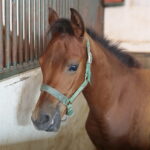 Dzień otwarty Stadniny Koni Arabskich w Michałowie / Wiktor Taszlow / Radio Kielce