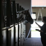 Dzień otwarty Stadniny Koni Arabskich w Michałowie / Wiktor Taszlow / Radio Kielce