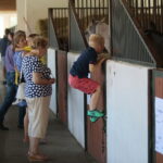 Dzień otwarty Stadniny Koni Arabskich w Michałowie / Wiktor Taszlow / Radio Kielce