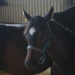 Dzień otwarty Stadniny Koni Arabskich w Michałowie / Wiktor Taszlow / Radio Kielce