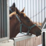 Dzień otwarty Stadniny Koni Arabskich w Michałowie / Wiktor Taszlow / Radio Kielce