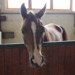 Dzień otwarty Stadniny Koni Arabskich w Michałowie / Wiktor Taszlow / Radio Kielce