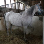 Dzień otwarty Stadniny Koni Arabskich w Michałowie / Wiktor Taszlow / Radio Kielce