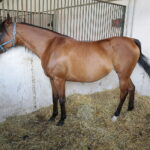 Dzień otwarty Stadniny Koni Arabskich w Michałowie / Wiktor Taszlow / Radio Kielce