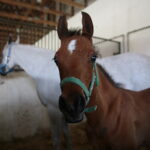 Dzień otwarty Stadniny Koni Arabskich w Michałowie / Wiktor Taszlow / Radio Kielce