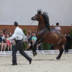 Dzień otwarty Stadniny Koni Arabskich w Michałowie / Wiktor Taszlow / Radio Kielce
