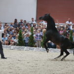 Dzień otwarty Stadniny Koni Arabskich w Michałowie / Wiktor Taszlow / Radio Kielce
