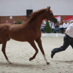 Dzień otwarty Stadniny Koni Arabskich w Michałowie / Wiktor Taszlow / Radio Kielce