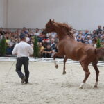 Dzień otwarty Stadniny Koni Arabskich w Michałowie / Wiktor Taszlow / Radio Kielce