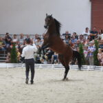 Dzień otwarty Stadniny Koni Arabskich w Michałowie / Wiktor Taszlow / Radio Kielce