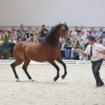 Dzień otwarty Stadniny Koni Arabskich w Michałowie / Wiktor Taszlow / Radio Kielce