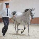 Dzień otwarty Stadniny Koni Arabskich w Michałowie / Wiktor Taszlow / Radio Kielce