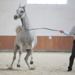 Dzień otwarty Stadniny Koni Arabskich w Michałowie / Wiktor Taszlow / Radio Kielce