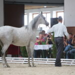 Dzień otwarty Stadniny Koni Arabskich w Michałowie / Wiktor Taszlow / Radio Kielce