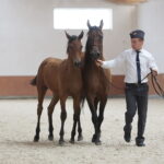 Dzień otwarty Stadniny Koni Arabskich w Michałowie / Wiktor Taszlow / Radio Kielce