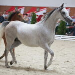 Dzień otwarty Stadniny Koni Arabskich w Michałowie / Wiktor Taszlow / Radio Kielce