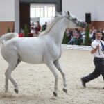 Dzień otwarty Stadniny Koni Arabskich w Michałowie / Wiktor Taszlow / Radio Kielce