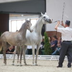 Dzień otwarty Stadniny Koni Arabskich w Michałowie / Wiktor Taszlow / Radio Kielce