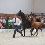 Dzień otwarty Stadniny Koni Arabskich w Michałowie / Wiktor Taszlow / Radio Kielce