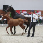 Dzień otwarty Stadniny Koni Arabskich w Michałowie / Wiktor Taszlow / Radio Kielce