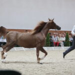 Dzień otwarty Stadniny Koni Arabskich w Michałowie / Wiktor Taszlow / Radio Kielce