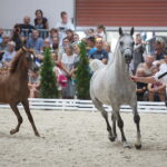 Dzień otwarty Stadniny Koni Arabskich w Michałowie / Wiktor Taszlow / Radio Kielce