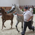 Dzień otwarty Stadniny Koni Arabskich w Michałowie / Wiktor Taszlow / Radio Kielce