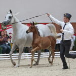 Dzień otwarty Stadniny Koni Arabskich w Michałowie / Wiktor Taszlow / Radio Kielce